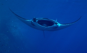 Birmanie - Mergui - 2018 - DSC02873 - Oceanic Manta Ray - Raie Manta Oceanique - Manta Biostris